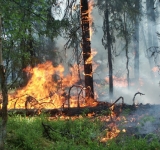 Какие штрафы грозят югорчанам за нарушение правил пожарной безопасности в лесу?