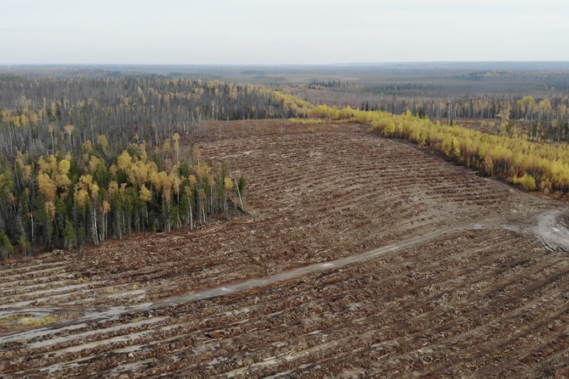 На территории нижневартовского района сотрудники «Самотлорнефтегаза» высадили 350 тысяч хвойных деревьев