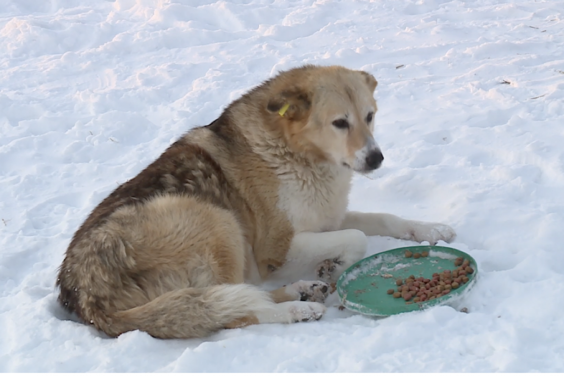 Зоозащитники помогают бездомным животным продержаться в холода