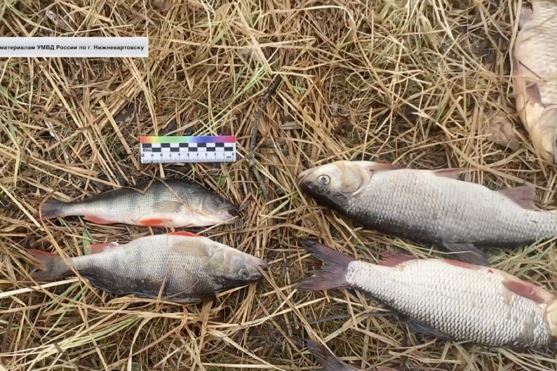 В Нижневартовске пресечена добыча рыбы с применением запрещённых средств на реке Живица