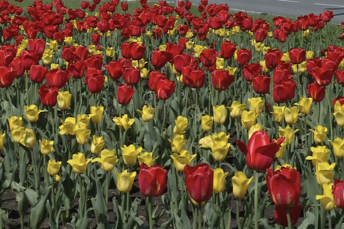Более 35 тысяч цветов высадят на улицах Нижневартовска