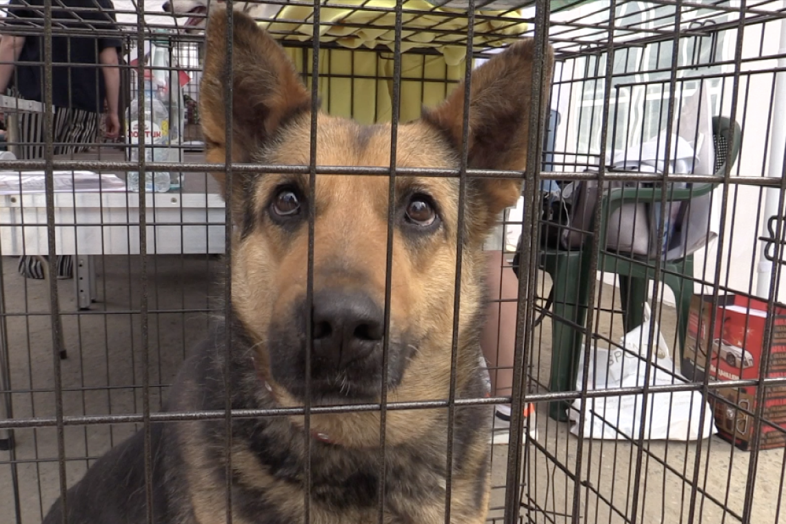 Президент России Владимир Путин подписал закон запрещающий «самовыгул» собак