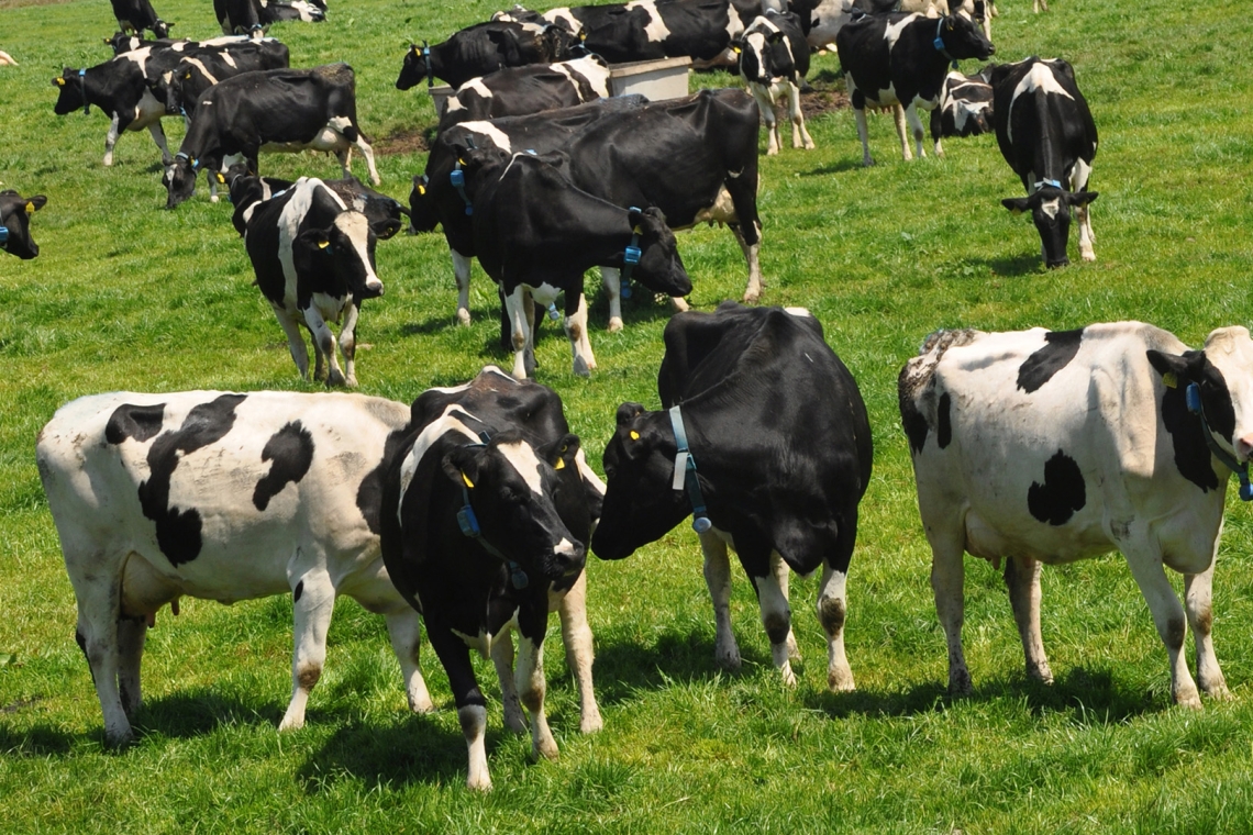В ХМАО продолжается работа по профилактике вируса лейкоза крупного рогатого скота