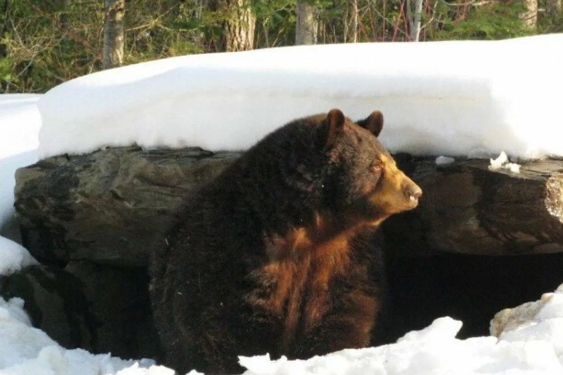 В Нижневартовске недалеко от жилых домов гулял медведь 