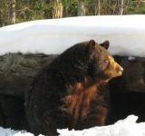 В Нижневартовске недалеко от жилых домов гулял медведь 