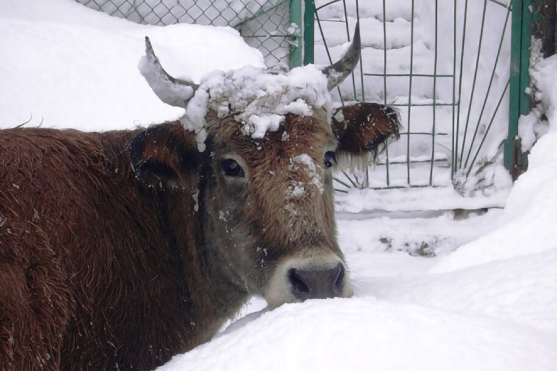 В Югре продолжается работа по профилактике вируса лейкоза крупного рогатого скота  