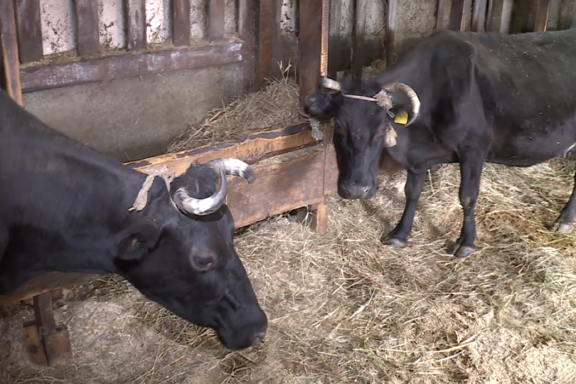 В Югре крупный рогатый скот проверяют на наличие вируса лейкоза