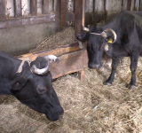 В Югре крупный рогатый скот проверяют на наличие вируса лейкоза