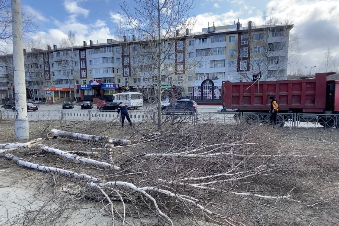 В Нижневартовске возле Нефтяного техникума вырубают деревья. Для чего это делают?