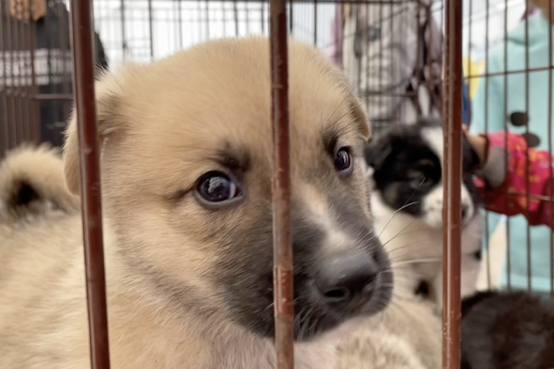 В Нижневартовске продолжается зоозащитная акция «Ласковый май — собаку забирай»