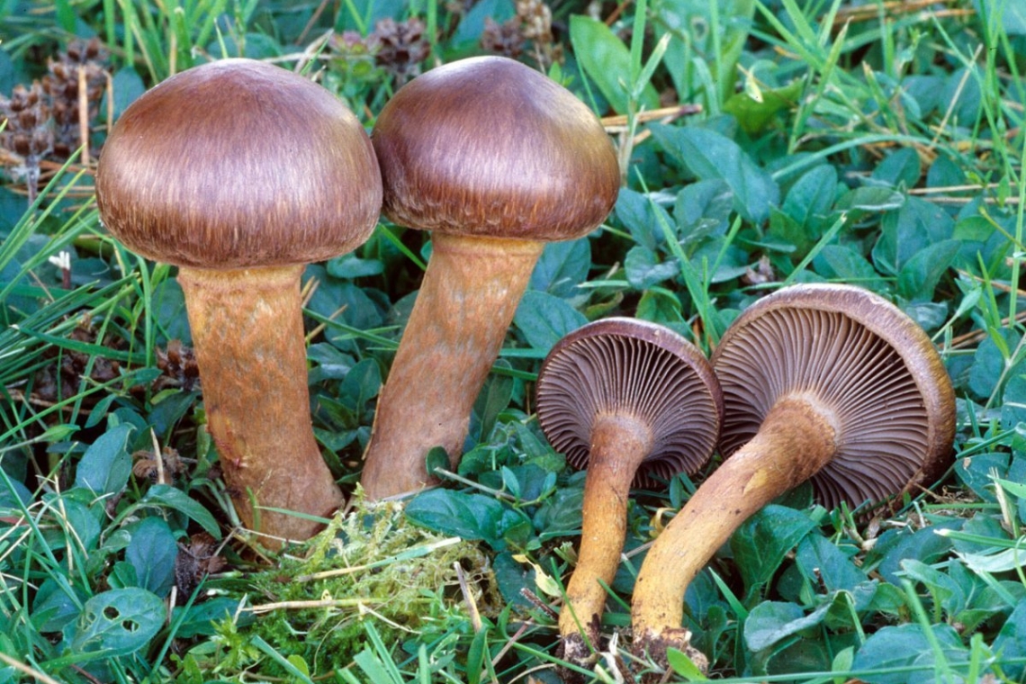 Грибники ХМАО заплатят миллионные штрафы за сбор грибов, занесенных в Красную книгу