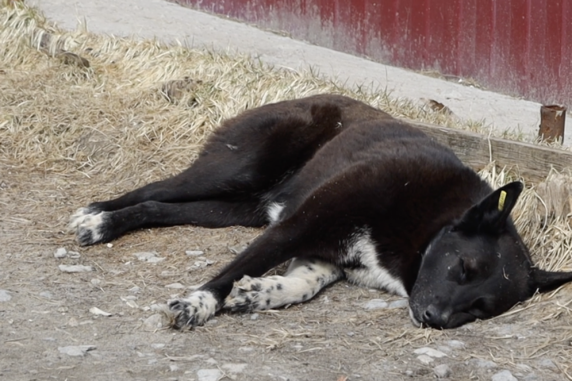 В Нижневартовске проводят мониторинг численности бездомных животных