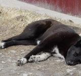 В Нижневартовске проводят мониторинг численности бездомных животных