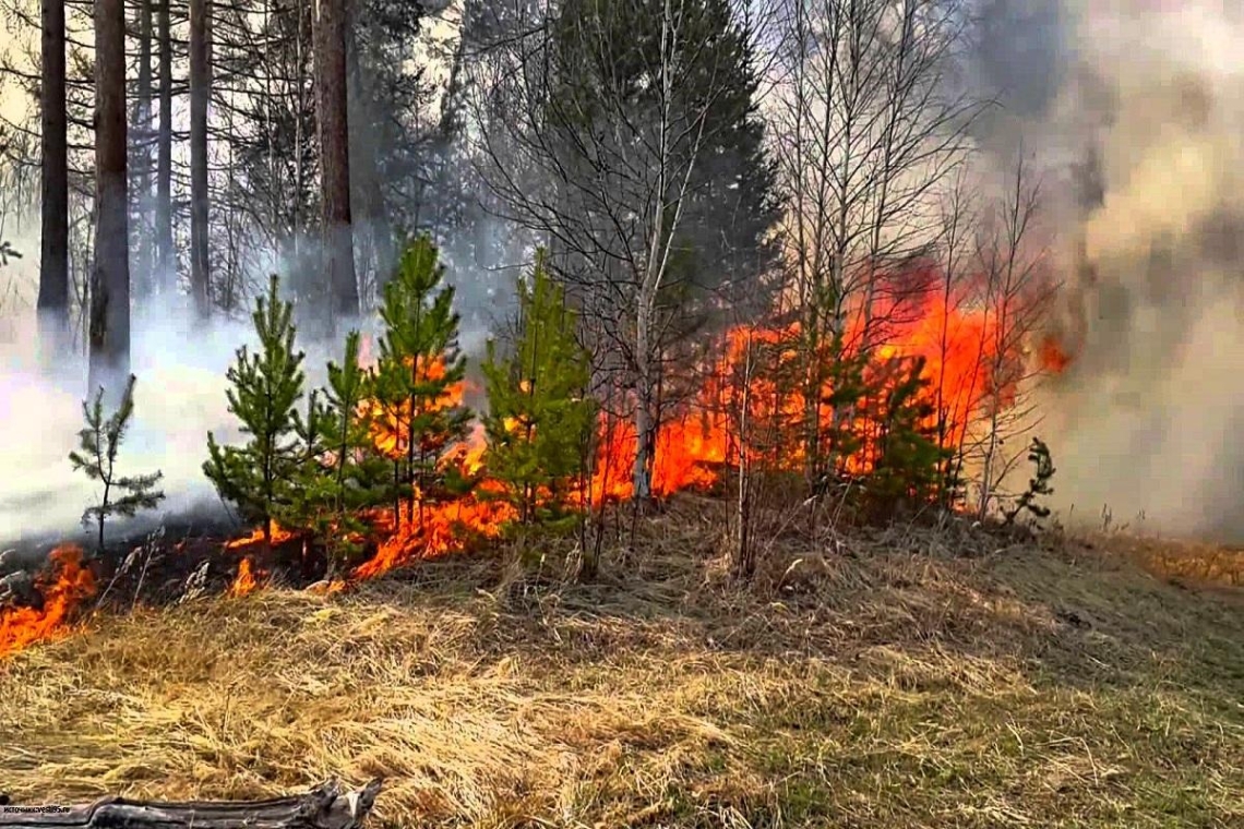 За предоставление информации о виновниках лесных пожаров будут давать денежное вознаграждение
